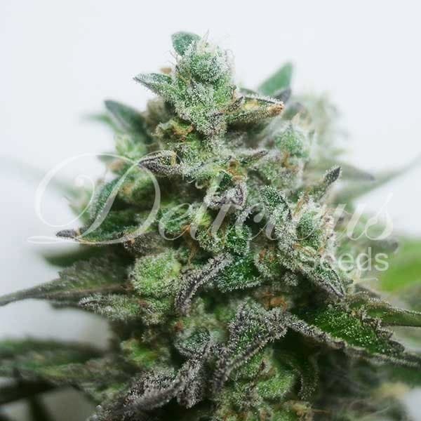 Delimed CBD Plus Samen > Delicious Seeds | CBD Hanfsamen  |  Sativa